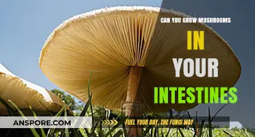 Can Mushrooms Grow in Your Intestines? Separating Fact from Fiction