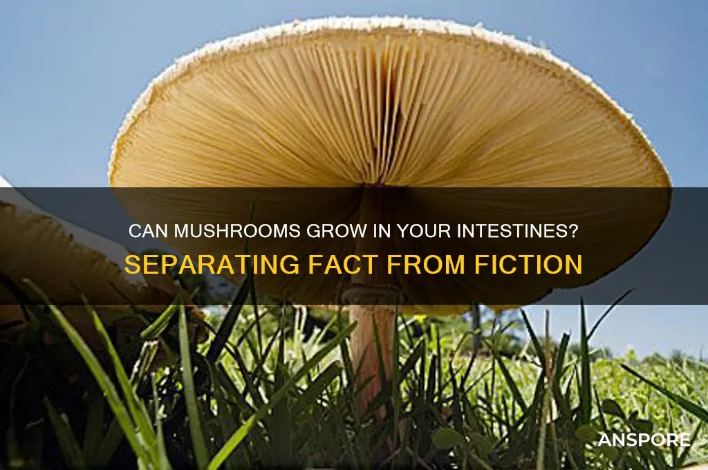 can you grow mushrooms in your intestines
