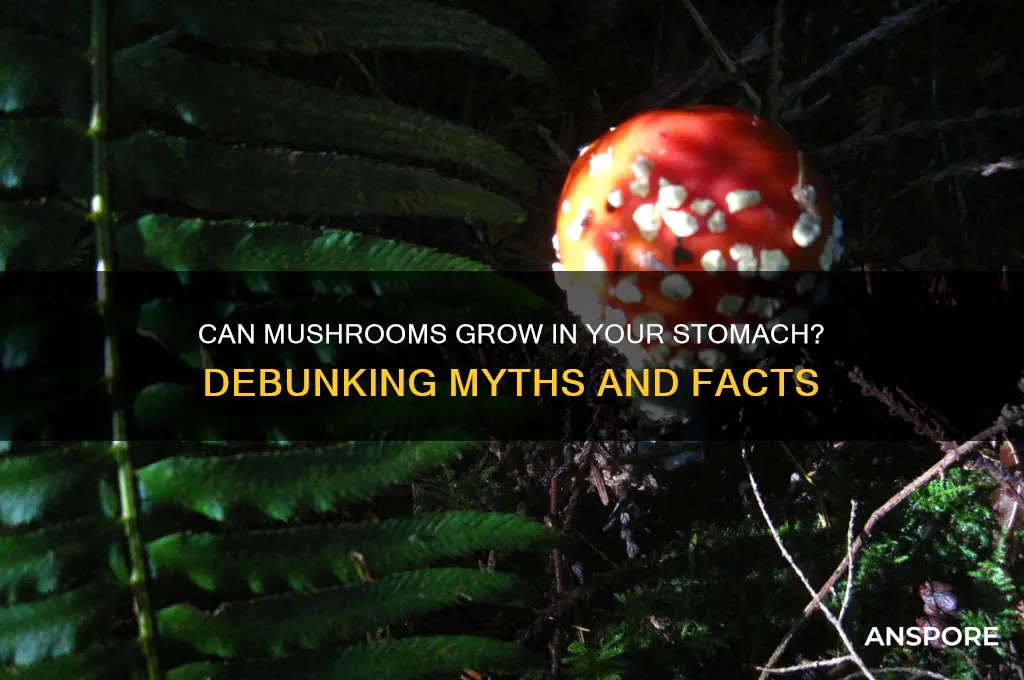 can you grow mushrooms in your stomach