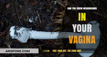 Can Mushrooms Grow in Your Vagina? Debunking Myths and Facts