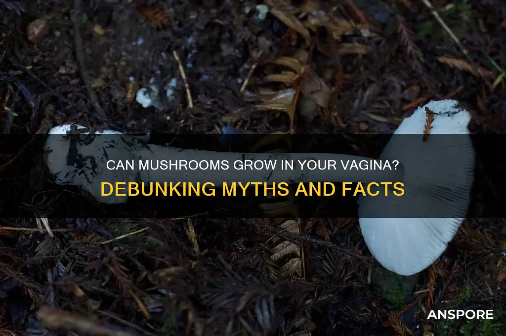 can you grow mushrooms in your vagina