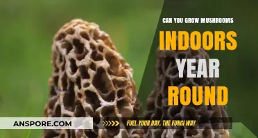 Year-Round Indoor Mushroom Growing: Tips for Consistent Harvests