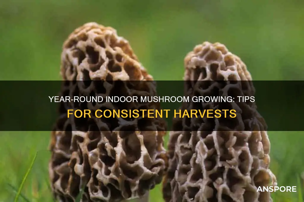 can you grow mushrooms indoors year round