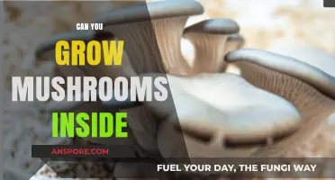 Grow Mushrooms Indoors: A Beginner's Guide to Indoor Cultivation