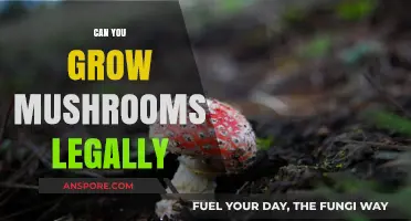 Legal Mushroom Cultivation: What You Need to Know to Grow