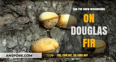 Growing Mushrooms on Douglas Fir: A Comprehensive Cultivation Guide