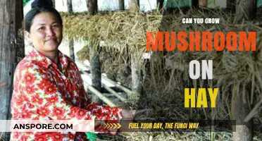 Growing Mushrooms on Hay: A Simple Guide to Success