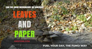 Growing Mushrooms on Shredded Leaves and Paper: A Sustainable Guide