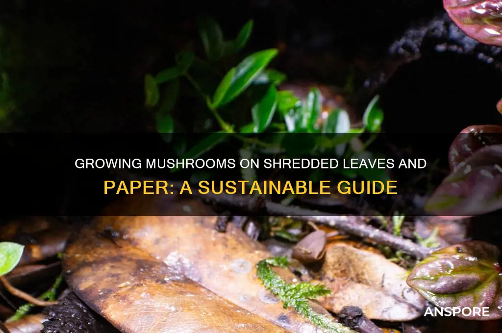 can you grow mushrooms on shredded leaves and paper