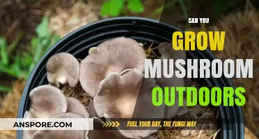 Growing Mushrooms Outdoors: Tips for a Successful Harvest in Nature