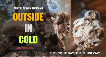 Growing Mushrooms Outdoors in Cold Climates: Tips and Tricks