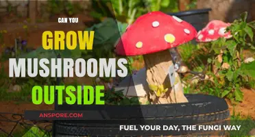 Growing Mushrooms Outdoors: Tips for a Successful Garden Harvest
