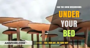 Under-Bed Mushroom Farming: A Space-Saving Mycological Adventure