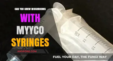 Growing Mushrooms with Myco Syringes: A Beginner's Guide to Success