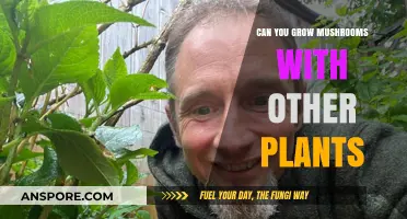 Growing Mushrooms Alongside Plants: Benefits, Challenges, and Best Practices