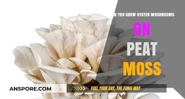 Growing Oyster Mushrooms on Peat Moss: A Viable Substrate?