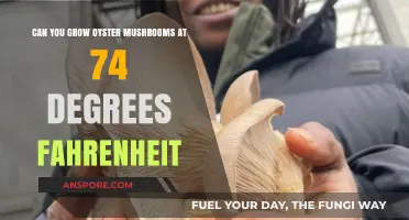 Growing Oyster Mushrooms at 74°F: Optimal Conditions Explained