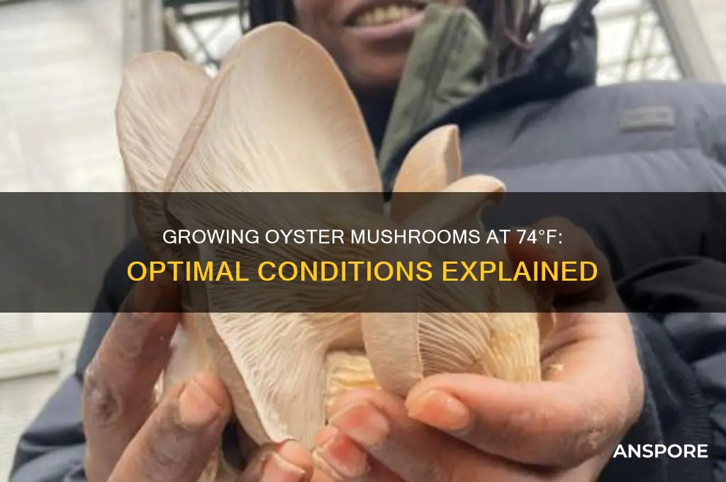 can you grow oyster mushrooms at 74 degrees fahrenheit