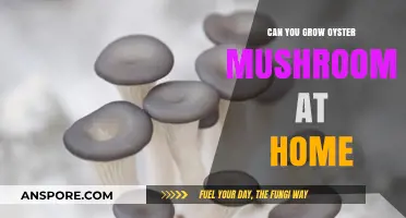 Grow Oyster Mushrooms at Home: Simple Steps for Beginners