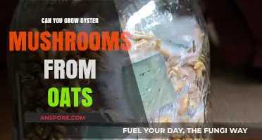 Growing Oyster Mushrooms from Oats: A Simple DIY Guide