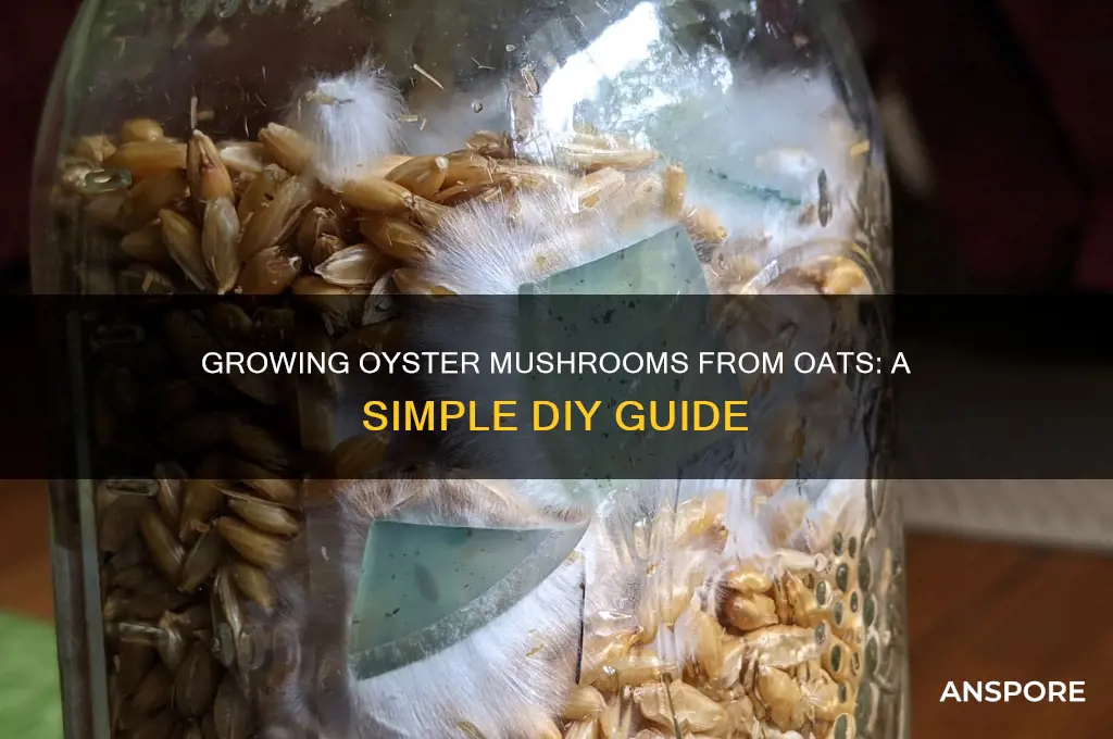 can you grow oyster mushrooms from oats