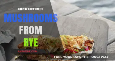 Growing Oyster Mushrooms on Rye: A Simple DIY Guide
