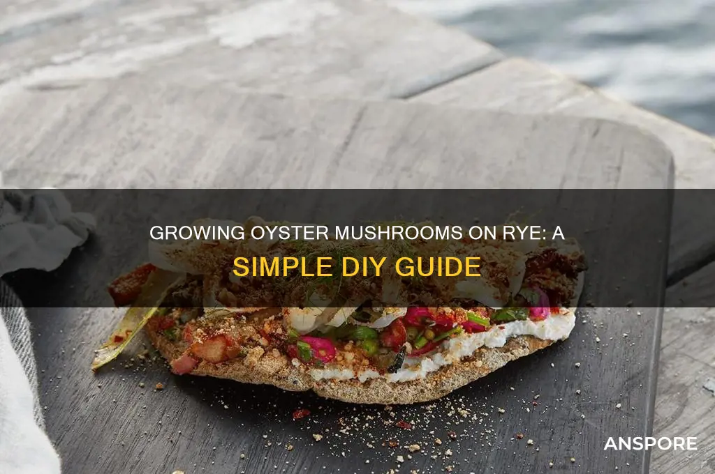 can you grow oyster mushrooms from rye