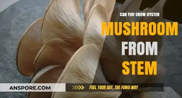 Growing Oyster Mushrooms from Stems: A Simple DIY Guide