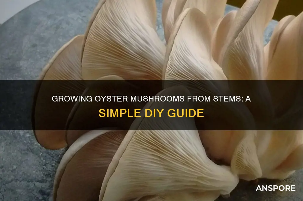 can you grow oyster mushrooms from stem