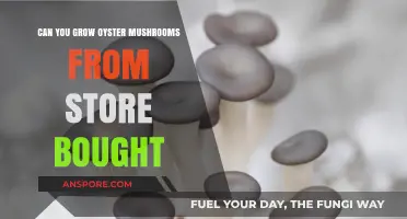 Growing Oyster Mushrooms from Store-Bought: A Simple DIY Guide