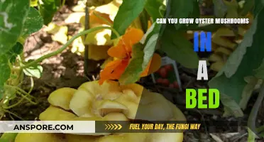 Growing Oyster Mushrooms in a Bed: A Complete Guide