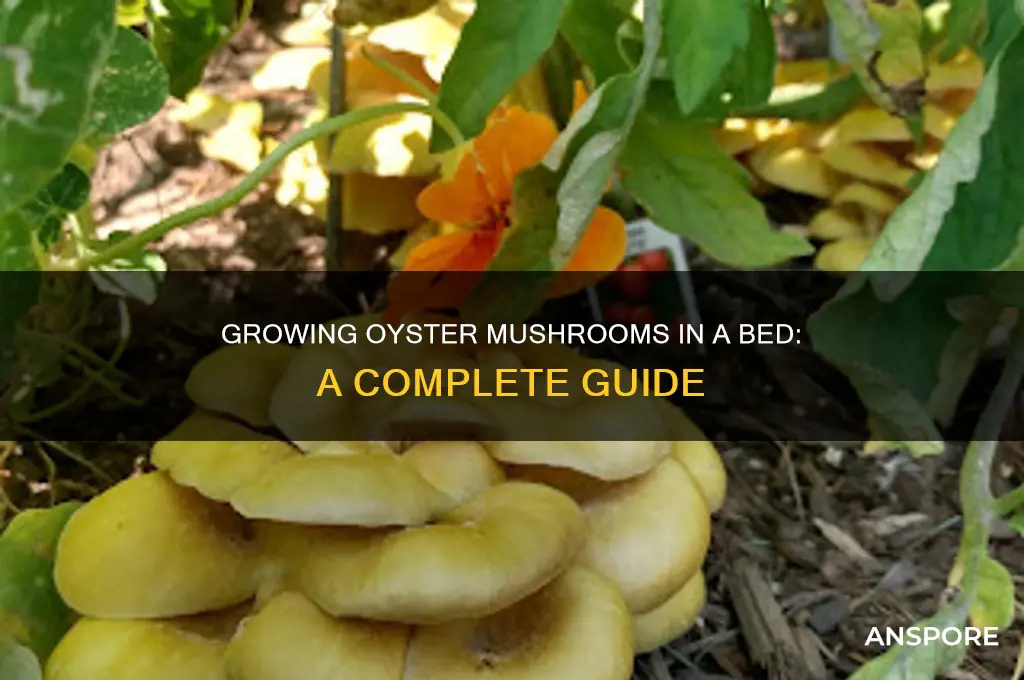 can you grow oyster mushrooms in a bed