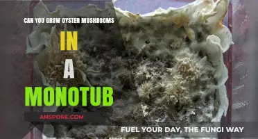 Growing Oyster Mushrooms in a Monotub: A Beginner's Guide