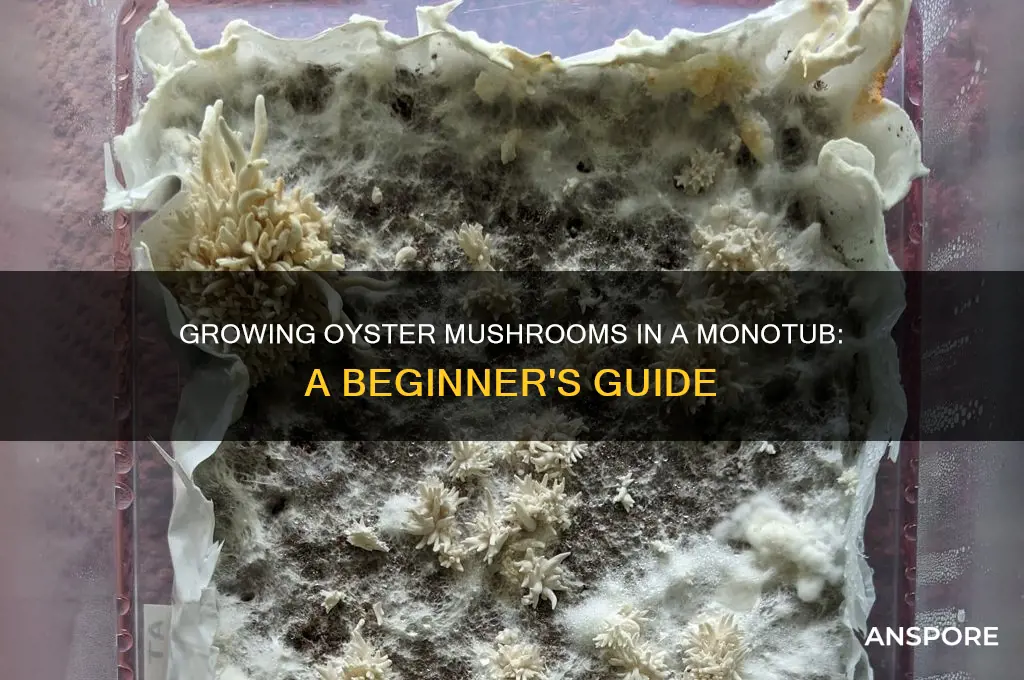 can you grow oyster mushrooms in a monotub