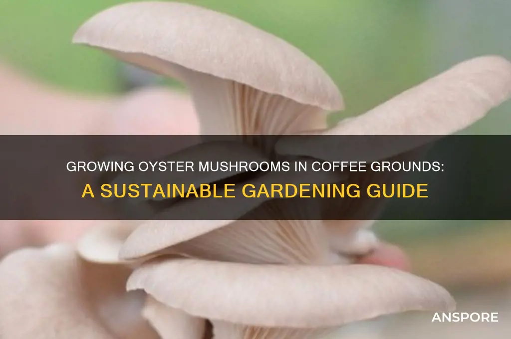can you grow oyster mushrooms in coffee grounds