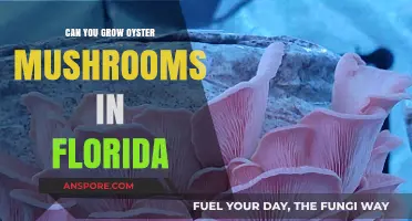 Growing Oyster Mushrooms in Florida: Climate, Tips, and Success Strategies