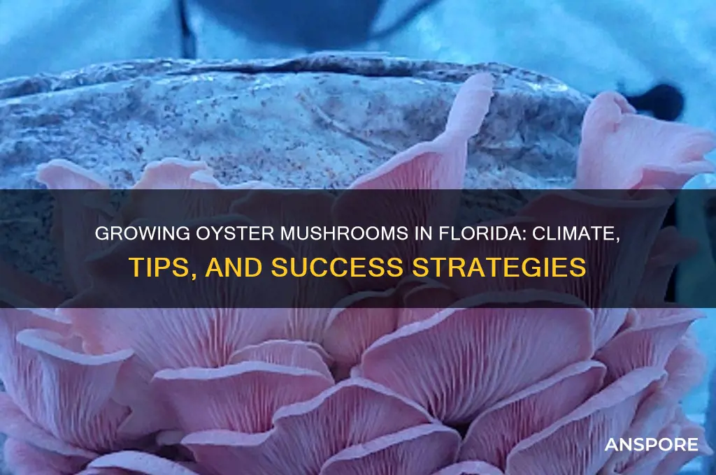 can you grow oyster mushrooms in florida