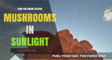 Growing Oyster Mushrooms in Sunlight: Benefits, Risks, and Best Practices