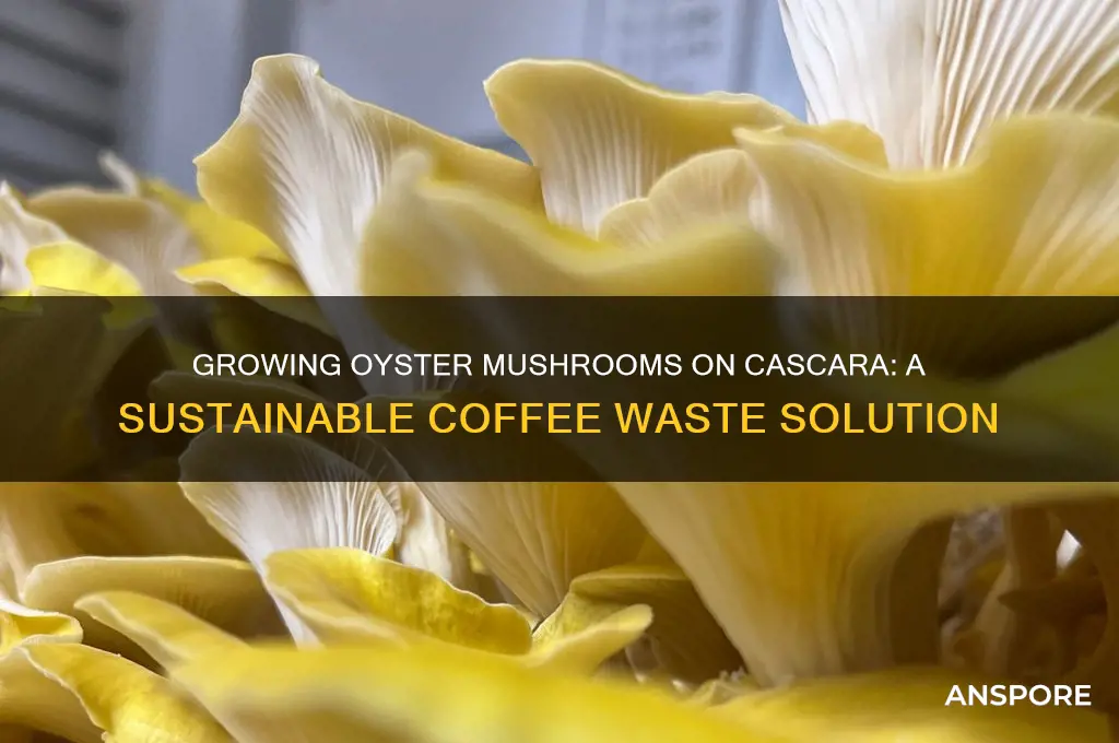 can you grow oyster mushrooms on cascara