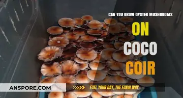 Growing Oyster Mushrooms on Coco Coir: A Sustainable Substrate Solution