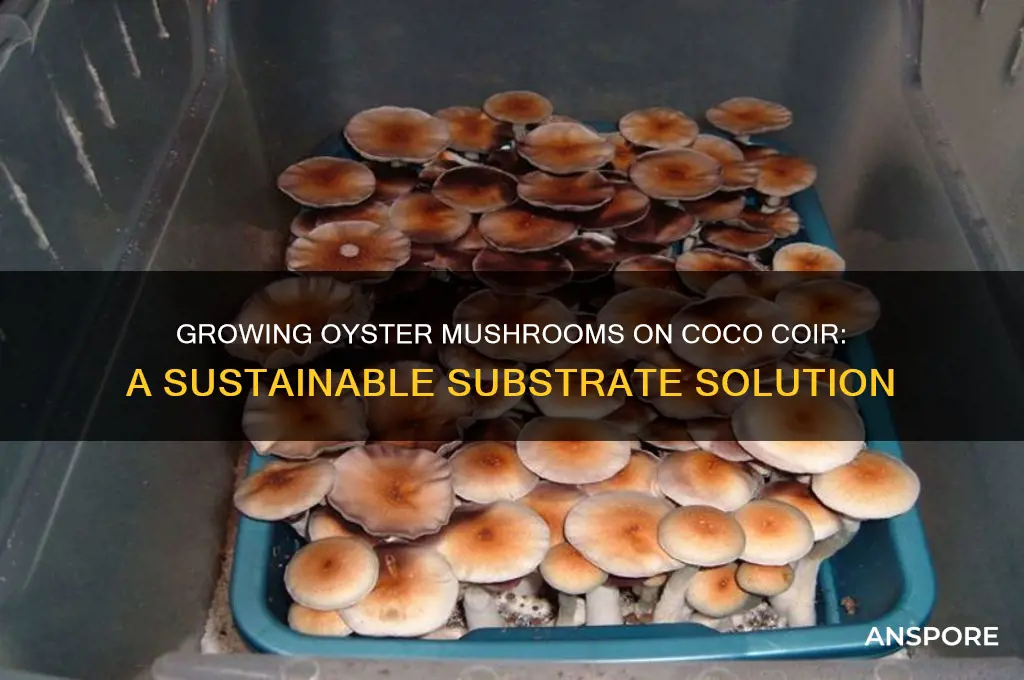 can you grow oyster mushrooms on coco coir