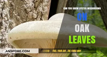Growing Oyster Mushrooms on Oak Leaves: A Viable Substrate?