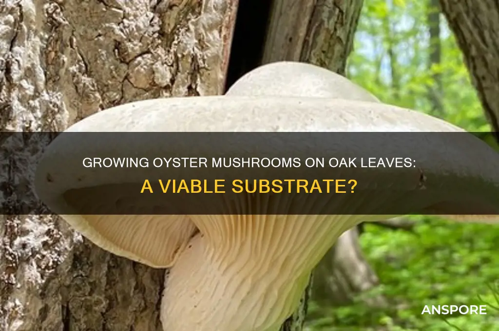 can you grow oyster mushrooms on oak leaves