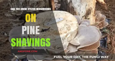 Growing Oyster Mushrooms on Pine Shavings: A Simple Guide