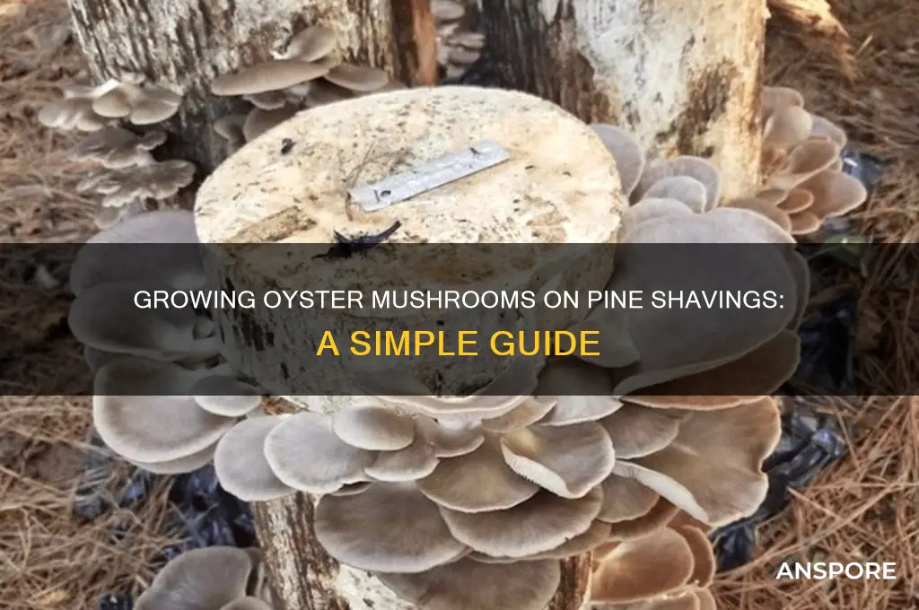 can you grow oyster mushrooms on pine shavings