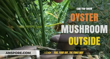 Growing Oyster Mushrooms Outdoors: Tips for Successful Cultivation Outside