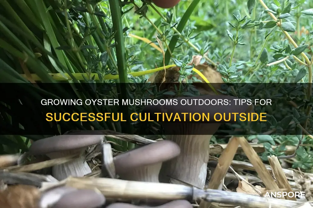 can you grow oyster mushrooms outside