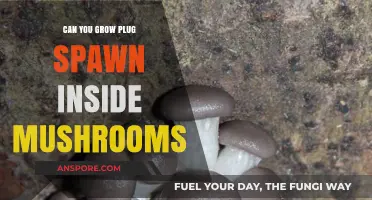 Growing Plug Spawn Inside Mushrooms: Techniques, Benefits, and Best Practices