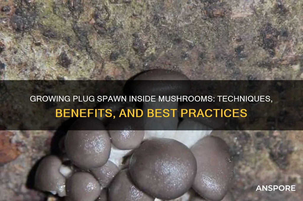 can you grow plug spawn inside mushrooms