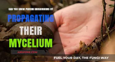 Propagating Porcini Mycelium: Can You Cultivate These Wild Mushrooms?